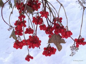 Bright berries against pure white snow.